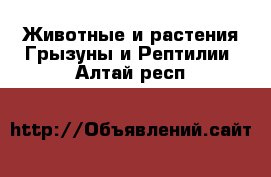 Животные и растения Грызуны и Рептилии. Алтай респ.